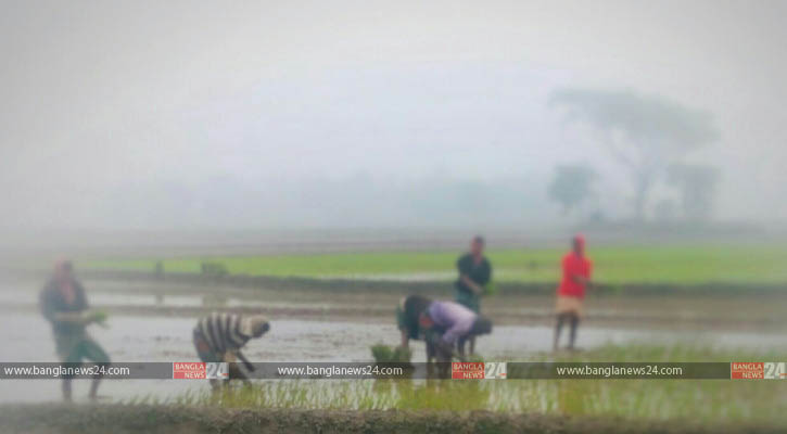 কুয়াশা-শীতে হুমকিতে বোরো চাষ